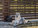 Zestaw Beninca KWOLF424.P2 24V do 450kg bram przesuwnych
